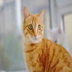 疫情对电商的影响