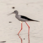 必应bing广告投放攻略