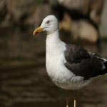 山东facebook代运营