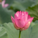 谷歌ads广告投放怎么样？