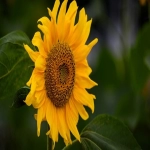 探索亚马逊法国站：打造国际电商成功之路