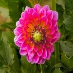 Voghion官方网站,