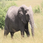 亚马逊广告预算给多少合适