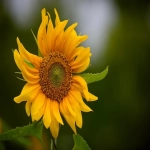 跨境电商中的moq是什么