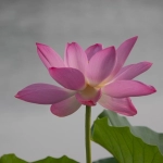 bingqi的广告刊例