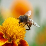 TikTok美国小店的几种类型