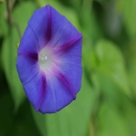 自主搭建网站，需确保内容篇幅与原句相仿。