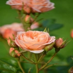 俄罗斯引擎搜索引擎Yandex发展历程