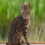 抖音用户有多少？