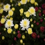 bonanza电商平台是什么