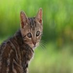 亚马逊中国招聘岗位：开启你的国际职业之旅