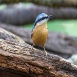 亚马逊欧洲站VAT如何注册申请