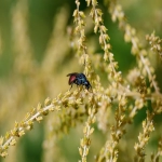 常见的报关方式有几种？