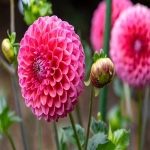 Facebook代运营哪家比较好？