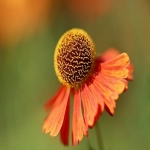 速卖通联盟是什么