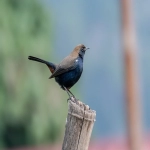 印度bing信息流广告联系方式