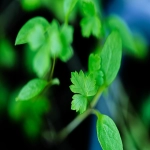 Bing广告账户开户指南：优势、流程与风险解析