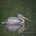 澳大利亚复活节是哪一天?跨境卖家需要做什么准备