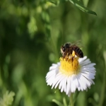 微软中国bing广告怎么样