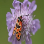 海外营销方法有哪些