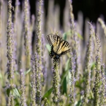 亚马逊fba费用包括哪些？