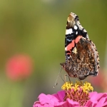 何为二类电商平台？