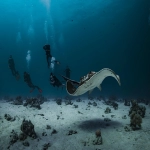 跨境电商红海行业有哪些-什么是红海-