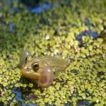 海外仓分销平台有哪些?