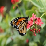 亚马逊阿联酋站的市场潜力如何-如何入驻亚马逊阿联酋站-