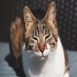 亚马逊买家购物流程