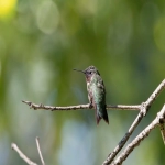 505是哪个国家的区号？