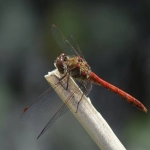 俄罗斯电商平台Wildberries和Ozon有哪些差异？