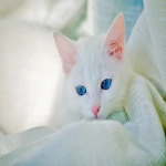 开启全球市场,轻松入驻Q001O趣天跨境电商平台