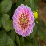 外贸建站模板免费