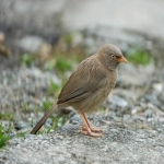 Bing印度广告投放效果怎么样