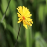 外贸建站用什么模板好用