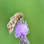 Yahoo原生广告的展现形式