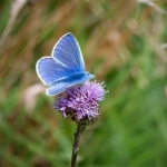 chatgpt做跨境电商的前景?