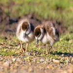 虾皮泰国:东南亚电商巨头在泰地的独特足迹