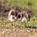 ChatGPT对传统电商影响有哪些?