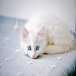 9810报关方式：专业解读与操作指南