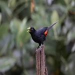 “Prime Day”的含义是什么？