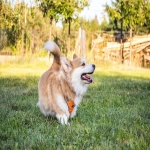 如何利用WFS服务打造高点击率的全球电商推广利器