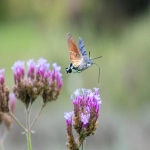 老挝必应Bing广告投放价格及优化策略