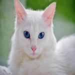 Vkontakte广告管理哪家价格低