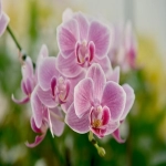 丝芙兰重组美国市场营销部门