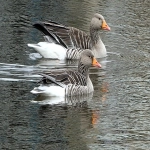 中国暂停对加部分商品加征关税并调整钢铁铝政策