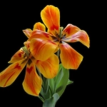 MSC对波罗的海斯堪的纳维亚至东非航线征收紧急燃油附加费