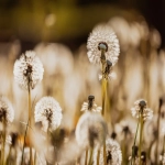 索尼5月1日起上调PS5系列在东南亚六国售价