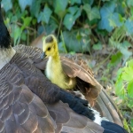 三星电子拟年内退出中国家电及电视销售业务
